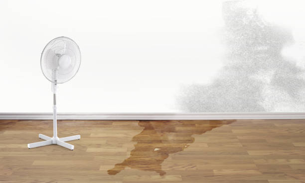 Best Water damage restoration process  in Hayneville, AL